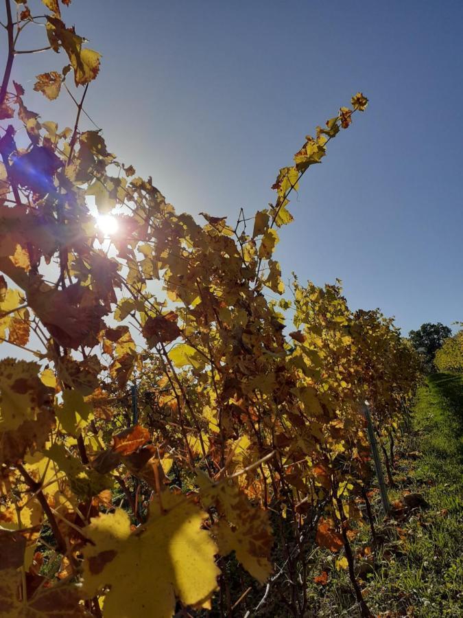 Tenuta Grimaldi Wine Resort Matelica Eksteriør bilde