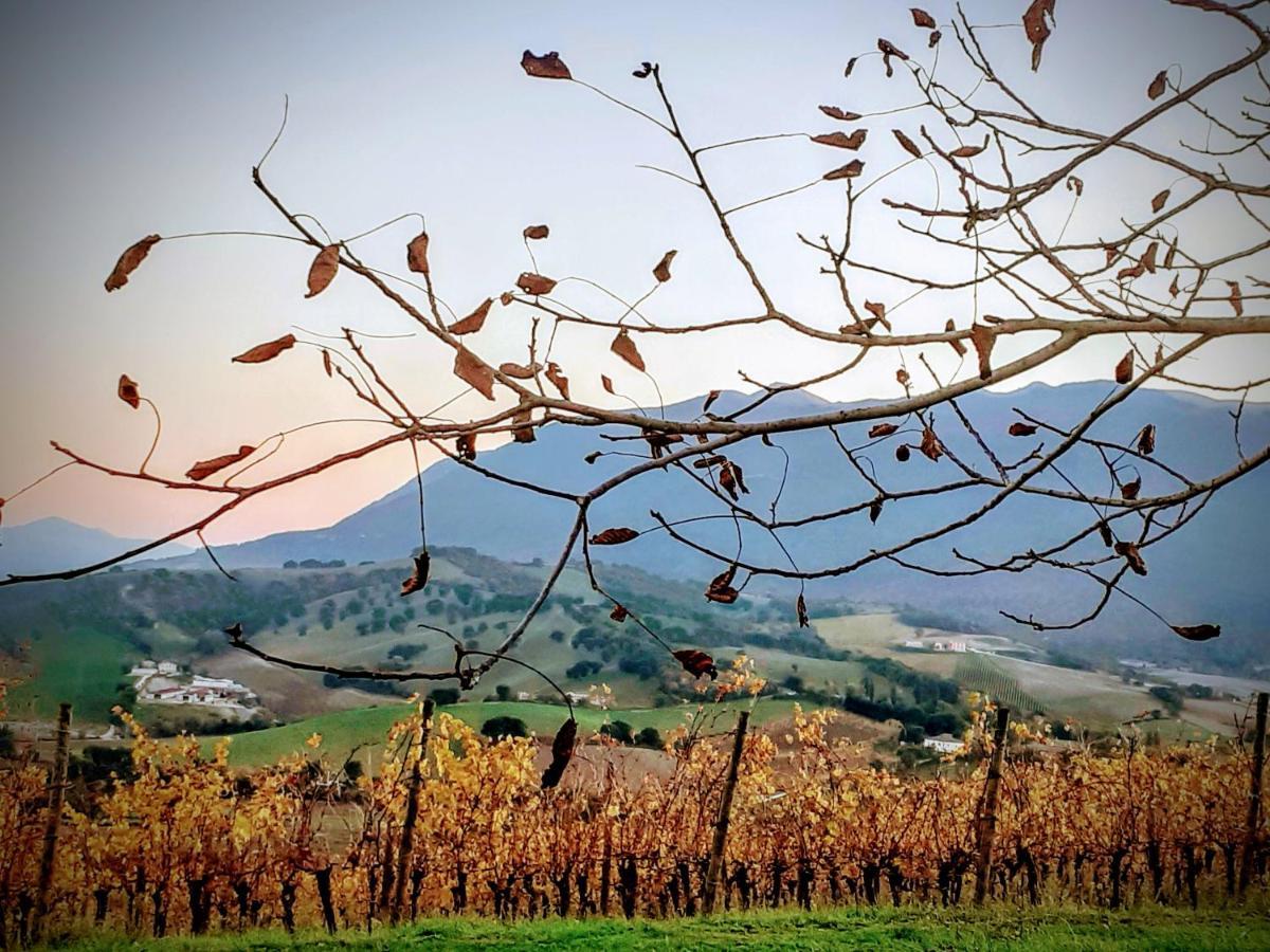Tenuta Grimaldi Wine Resort Matelica Eksteriør bilde